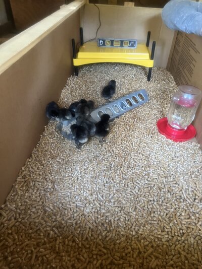 chicks in brooder.jpg