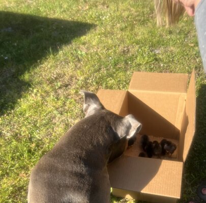 Rowdy investigating new RIB.jpg