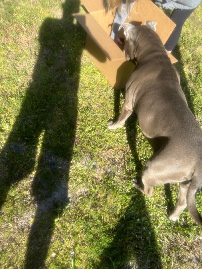 Rowdy looking at new RIB.jpg