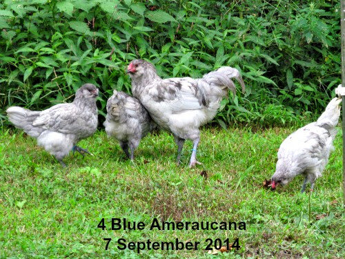 14sep7chix497.jpg