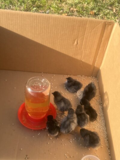 Chicks getting sunlight and fresh air.jpg
