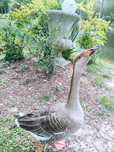 Goose upright.jpg