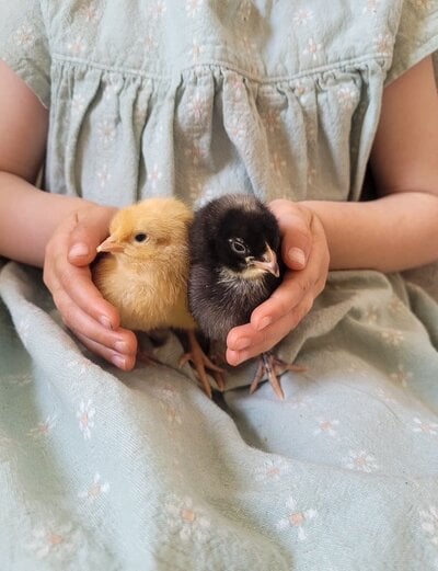 easterchicks.JPG