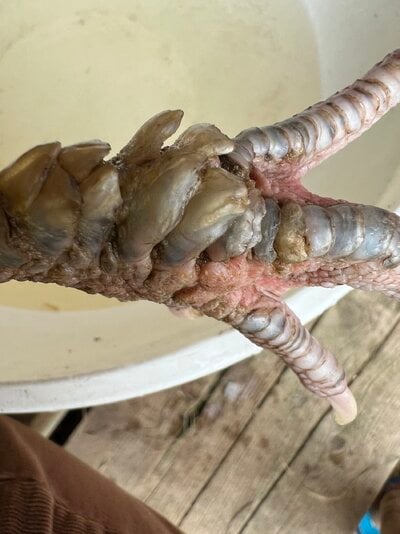 Scaly leg mites 1.JPG
