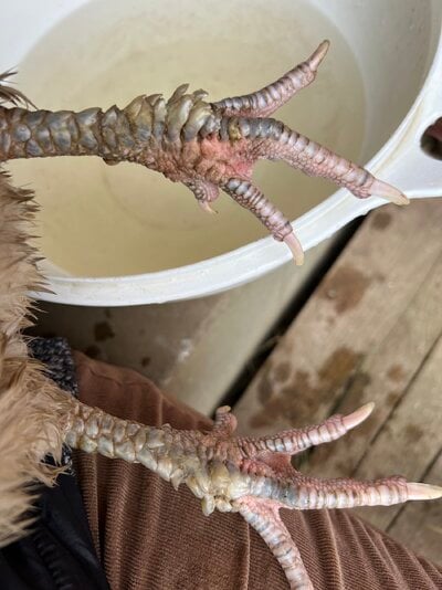 scaly leg mites 2.JPG