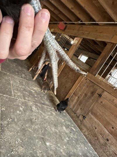 IMG_0847.jpeg