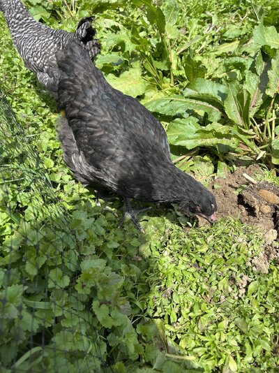 IMG_2271.jpeg