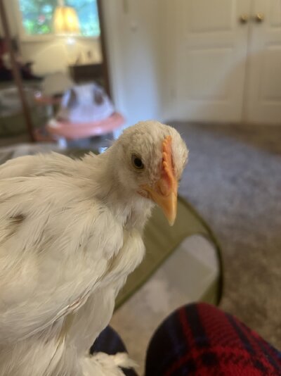 IMG_8026.jpeg