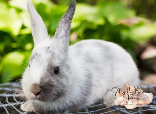 1st bunny litter-4.jpg