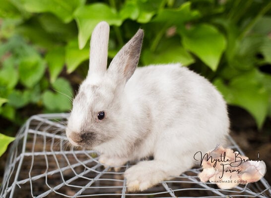 1st bunny litter-48.jpg