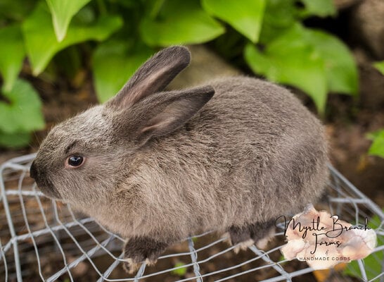 1st bunny litter-52.jpg