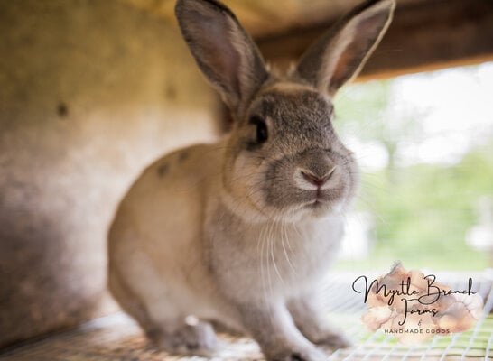 1st bunny litter-60.jpg
