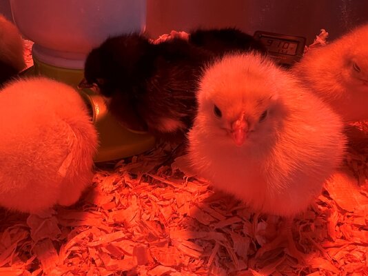 Chick 1.jpg