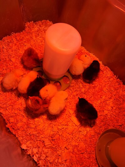 Chick 3.jpg