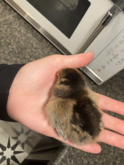 Image_20250425_202019_930.jpeg