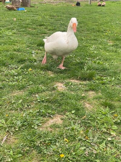 IMG_0560.jpeg
