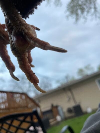 IMG_4654.jpeg