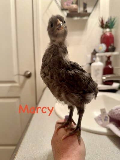 IMG_0761.jpeg