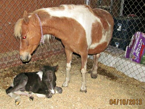 13apr10tColt175.jpg