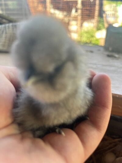 IMG_4112.jpeg