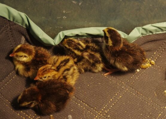 Managing Unabsorbed Yolk Sac or Umbilical Hernia in Term, Neonatal Chicks: A Case Study
