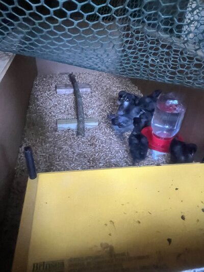 brooder box inside coop with cover to keep them inside the box.jpg