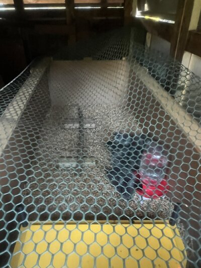 brooder box inside coop with fresh water and heat plate.jpg