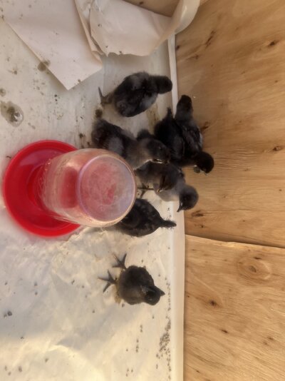 chicks in wood crate outside first time.jpg