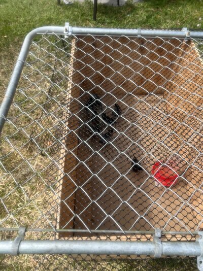 wooden box with chainlink fence gate and plastic fence on top to keep out predator birds and s...jpg