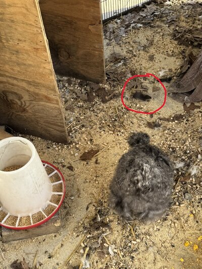 Louie and vole.JPEG Louie and vole.JPEG