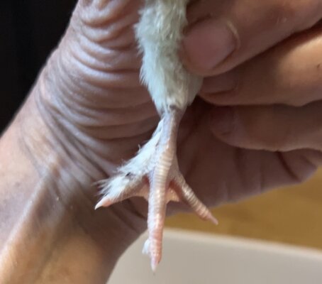 IMG_7407.jpeg