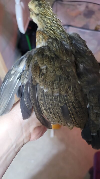 old english wings.jpg