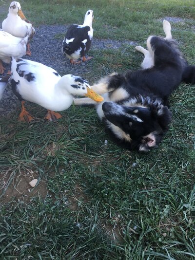 DUCKIE KISS.JPG