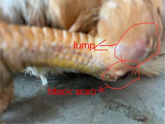 IMG_0226.jpeg