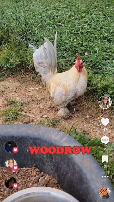 Screenshot_20250506_091745_TikTok.jpg