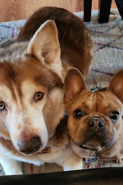 dog beg table.jpg