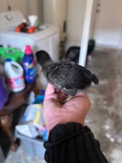 IMG_6415.jpeg