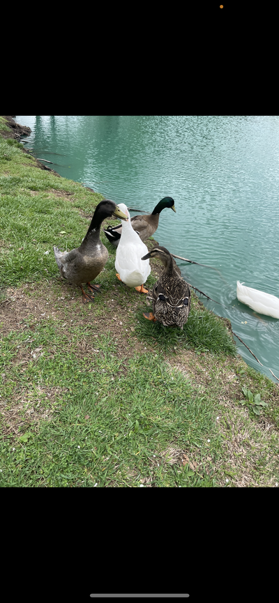 IMG_9755.png