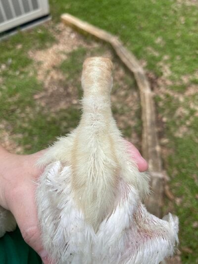IMG_0545.jpeg