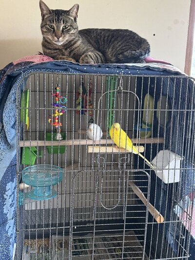 Stella on parakeets.jpeg