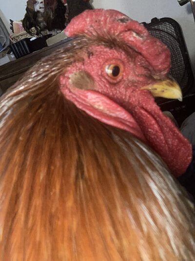 image.jpg