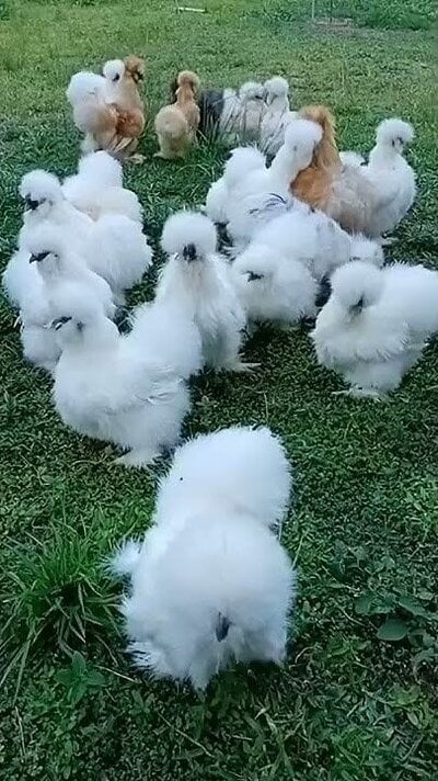 Beautiful silkie chickens #Shorts.jpg