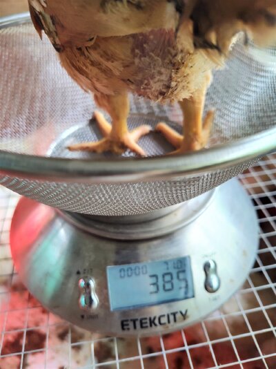 3Wks NHxNH Female 385g.jpg