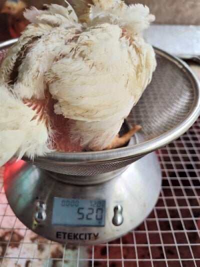 3Wks NHxWR Male 530g.jpg