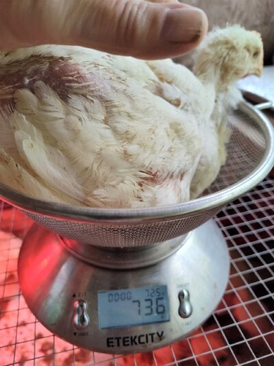 3Wk 4Days WR Male 736g.jpg