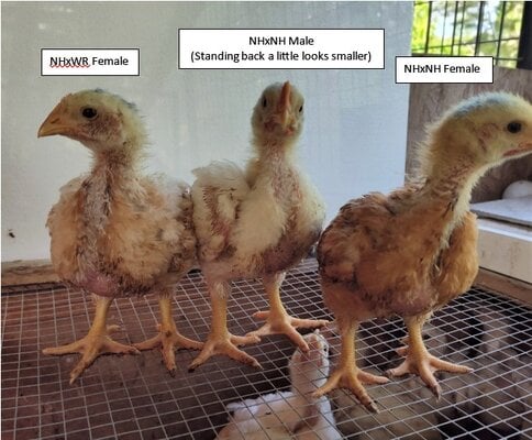 At 3wks all 3 show good meat-type traits.jpg