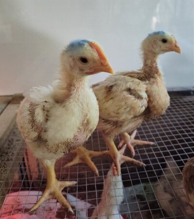 At 3wks tan male and mottled female.jpg