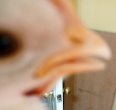 Chick 2.png