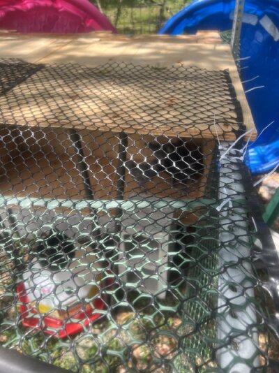 chicks in back corner of box in area.jpg