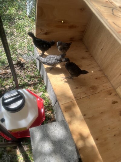 Chicks in the box covered area.jpg
